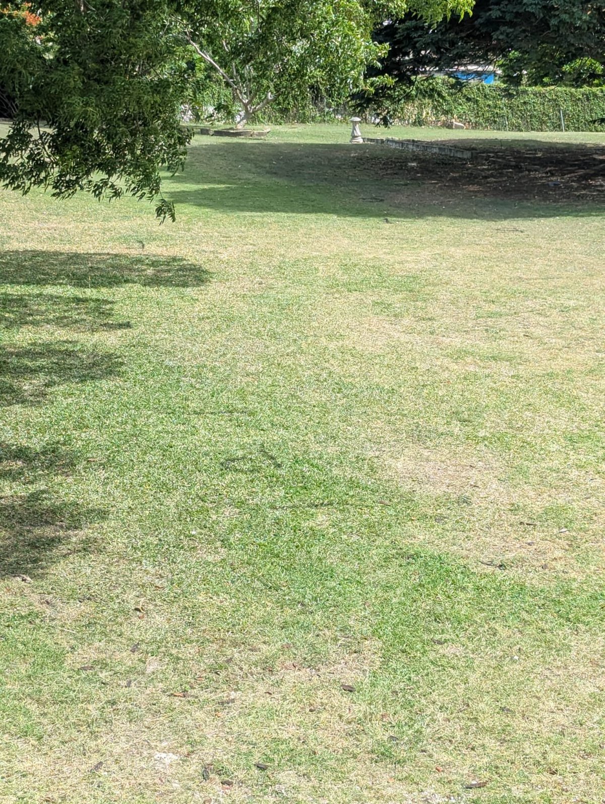 Sunny park with green grass field, mature trees providing shade, and a fence visible in the background at Jackson House Grounds